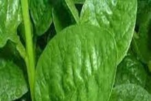 Indian Spinach: খাদগুণে ঠাসা পুঁইশাক! ঠিক এই কারণেই খাওয়া অত্যন্ত জরুরি
