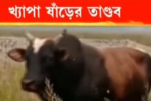 ক্ষ্যাপা ষাঁড়ের তাণ্ডবে জেরবার গোটা গ্রাম, ভয়ে ঘরবন্দি গ্রামবাসীরা ক্ষ্যাপা ষাঁড়ের তাণ্ডবে জেরবার গোটা গ্রাম, ভয়ে ঘরবন্দি গ্রামবাসীরা