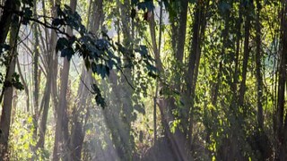 দেশের অনেক জায়গায় দাবানলের সম্ভাবনা রয়েছে ফলে পরিস্থিতির দিকে নজর রেখে বনদফতরের সঙ্গে যোগাযোগ রাখছেন মৌসম ভবনের আবহবিদরা। দেশের অনেক জায়গায় দাবানলের সম্ভাবনা রয়েছে ফলে পরিস্থিতির দিকে নজর রেখে বনদফতরের সঙ্গে যোগাযোগ রাখছেন মৌসম ভবনের আবহবিদরা।