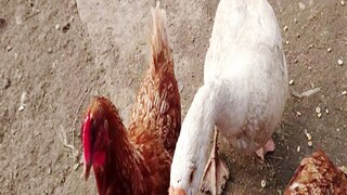 Bangla News Bangla News