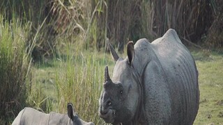 Rhinoceros Census