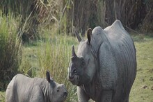 উত্তরবঙ্গে শেষ হল গন্ডার সুমারি, রিপোর্টে থাকবে চমক! দাবি বন দফতরের
