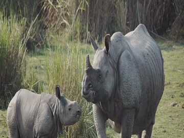 Rhinoceros Census
