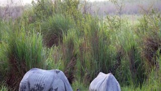 Rhinoceros Census Rhinoceros Census