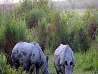 Rhinoceros Census