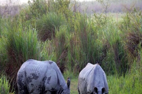 Rhinoceros Census