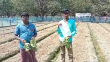 রাতের অন্ধকারে জমির ফসল নষ্ট করল দুষ্কৃতীরা