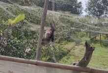 কুল বাগানের জালে আটকে মৃত্যু পরিযায়ী পাখির