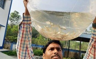 মনিপুরী ইলিশ