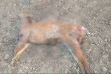 কুকুরের হামলায় হরিণ শাবকের মৃত্যু ঘিরে চাঞ্চল্য এলাকায়