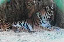 মন খারাপ সাফারিজুড়ে! প্রাণ হারাল শীলার এক শাবক