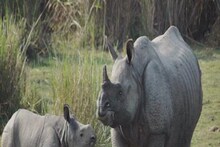 জলদাপাড়া অভয়ারণ্যে বেড়েছে গন্ডারের সংখ্যা