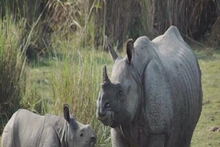 জলদাপাড়া  অভয়ারণ্যে বেড়েছে গন্ডারের সংখ্যা। 