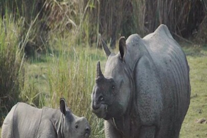 জলদাপাড়া  অভয়ারণ্যে বেড়েছে গন্ডারের সংখ্যা। 
