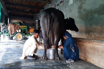এত দুধ গোটা দেশে কোনও মোষ দেয় না, রেশমা যেন 'লক্ষ্মী মেয়ে'