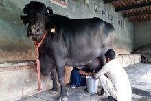 এত দুধ গোটা দেশে কোনও মোষ দেয় না, রেশমা যেন 'লক্ষ্মী মেয়ে'