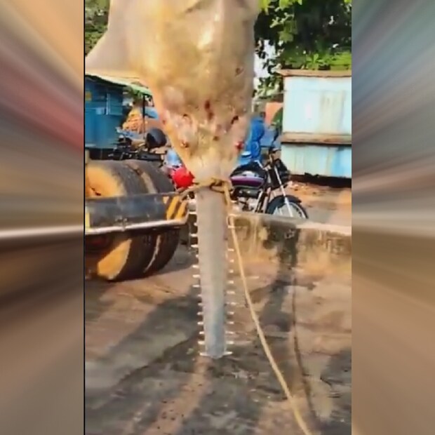 বলা হয় সাগরে এখনও অনেক কিছু আছে যা মানুষের অদেখা। এমন অনেক প্রাণী সমুদ্রের অন্ধকার গভীরে বাস করে, যা কেউ দেখেনি। তাদের মধ্যে অনেক ধরনের মাছ রয়েছে। এবার এমনই একটি অদ্ভুত দেখতে মাছ ধরা পড়ল কর্ণাটকে। সেই মাছের ছবি ও ভিডিও সোশ্যাল মিডিয়ায় খুব দ্রুত শেয়ার হচ্ছে।