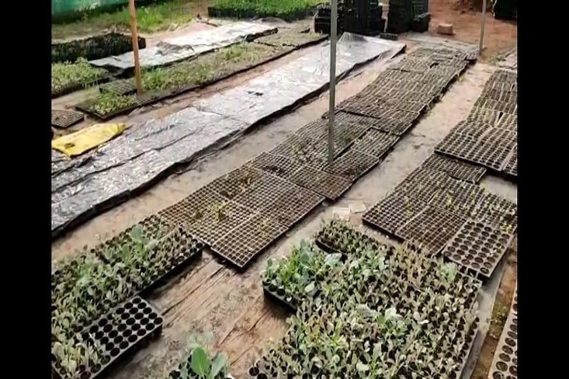 ধোনির পলি হাউসে ফলানো হলুদ রঙা তরমুজ দারুন মিষ্টি। এটি বাইরে হলুদ রঙের হলেও ভিতরে লাল। 