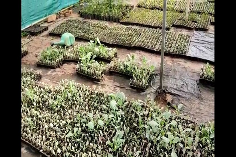 ধোনির এই পলি হাউসে এখন হলুদ রঙের তরমুজ ফলছে। এই তরমুজ যেমন রসালো, তেমনই মিষ্টি। এছাড়া শীতের সময় ফুলকপি, বাঁধাকপি সমেত অনেক মরশুমি সবজি ফলেছিল।