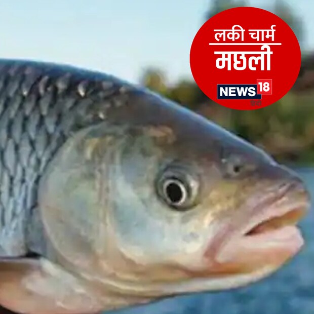 *ফেংশুই এবং বাস্তু অনুসারে বাড়িতে মাছ রাখা খুবই শুভ বলে মনে করা হয়। মাছ পালনে ঘরের দারিদ্র্য দূর হয়। এ ছাড়া ঘরে পজিটিভ এনার্জি প্রবেশ করে। অ্যাকোয়ারিয়ামে সোনালি রঙের মাছ রাখা খুবই শুভ বলে মনে করা হয়। সঙ্গে একটি কালো মাছও রাখতে পারেন। বলা হয় মাছেরা পরিবারের কষ্ট নিজেরা নিজেদের কাঁধে তুলে নেয়।