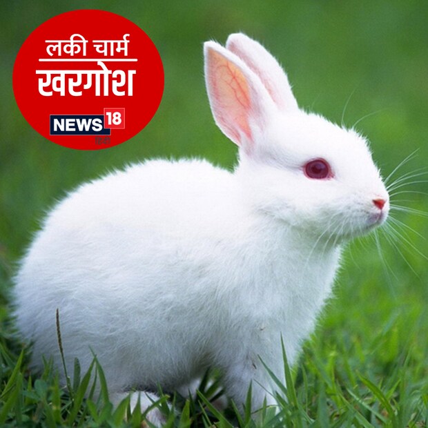 *বাস্তুশাস্ত্র অনুসারে, খরগোশকে সুখ এবং সমৃদ্ধির প্রতীক হিসাবে বিবেচনা করা হয়। খরগোশ পালন করলে বাড়ির নেতিবাচক শক্তি ইতিবাচক শক্তিতে রূপান্তরিত হয়। 