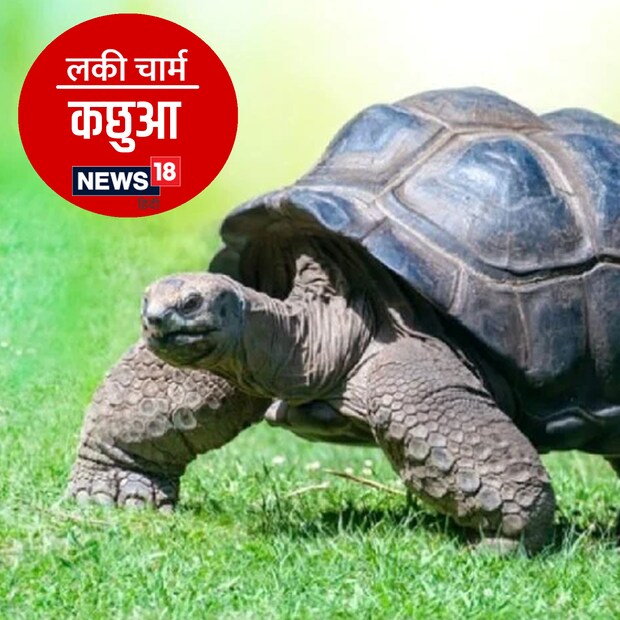 *বাস্তুশাস্ত্র বলে, ঘরে যদি কচ্ছপ থাকে তাহলে আপনার সব কাজ সহজে হয়ে যায়। কচ্ছপ লালন-পালনে ঘরের ঐশ্বর্য বৃদ্ধি পায়।