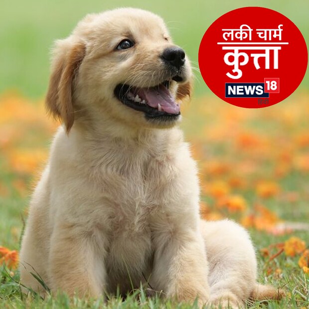 *বাড়িতে কুকুর পালন করলে ধন-সম্পদের ঘরে আসে। এ ছাড়াও, সারমেয় প্রতিপালনে পরিবারের সমস্ত ঝামেলা নিজের ওপর নেন। একটি কুকুর পোষ মানালে অশুভ গ্রহগুলিকেও শুভ গ্রহে রূপান্তরিত করা যায়।