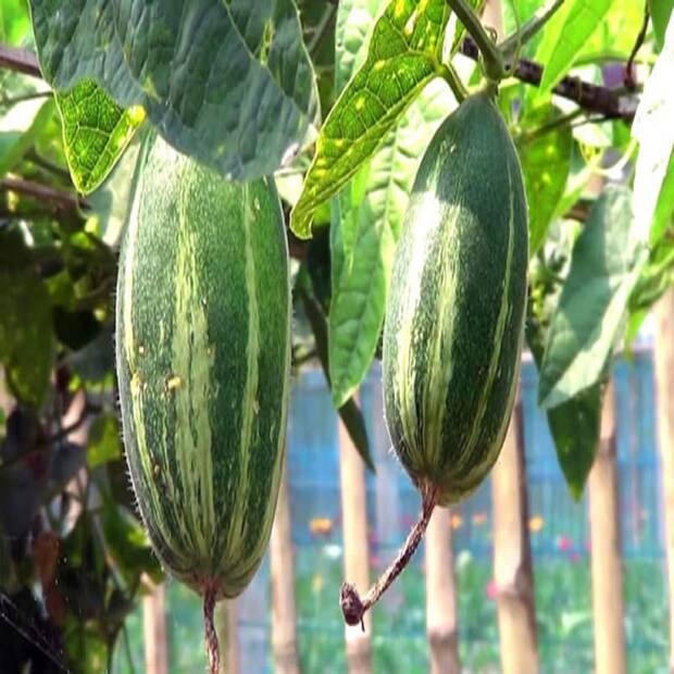 পটল ভিটামিন এ, ভিটামিন সি ও অ্যান্টিঅক্সিডেন্ট-এ ভরপুর। কাজেই ত্বকের জন্যও উপকারি! ফ্রি র‍্যাডিকেলের বিস্তার রোধ করে ত্বকে বয়সের ছাপ পড়তে দেয় না।