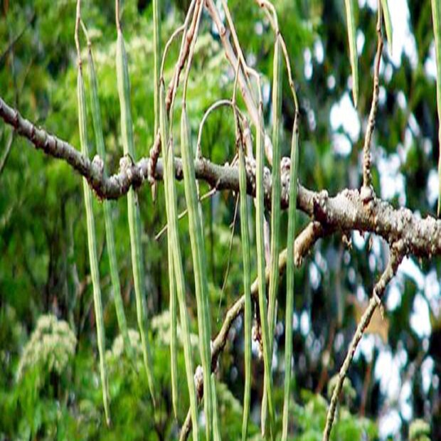 প্রচুর ফসফরাস থাকায় হাড়ের জোর বাড়াতে সাহায্য করে সজনে। শরীরের ব্যথা বেদনা দূর করতে অব্যর্থ সজনে।