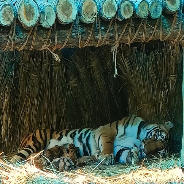 শিলার প্রথম সন্তান প্রসবের পরই পর্যটকদের ভিড় জমতে শুরু করে পার্কে। ছোট অতিথিদের সংখ্যা আরও বাড়ছে। পর্যটকদের সংখ্যা আরও বাড়বে বলে আশাবাদী সাফারি কর্তৃপক্ষ।