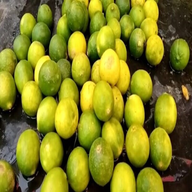 ভিটামিন সি জলে দ্রাব্য ভিটামিন, তাই জলে লেবু রস গুলে খেতে পারেন। আবার ভাতের পাতেও খেতে পারেন তা। ভাত খাওয়ার সময়ে প্রায় সব পদের সঙ্গে লেবু চিপে নিয়ে খান অনেকে, তাতে ক্ষতি নেই বলছেন বিশেষজ্ঞরা।