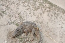 Baby Crocodile: সাগরের সমুদ্র উপকূলে কুমিরের বাচ্চা,আতঙ্ক এলাকায়