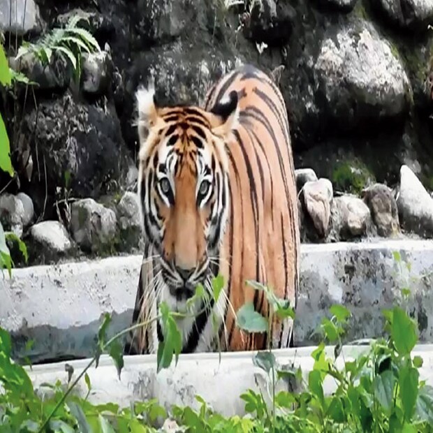 প্রসঙ্গত, যেখানে সারা দেশে বাড়ছে বাঘের মৃত্যুর সংখ্যা, সেখানে তার বিপরীত চিত্র শিলিগুড়ির বেঙ্গল সাফারি পার্কে। গত এক বছরে সারা দেশে বাঘের মৃত্যু হয়েছে মোট ১২৬টি। যা বিগত এক দশকের রেকর্ডকেও ছাপিয়ে গিয়েছে। উদ্বিগ্ন পশুপ্রেমীরা। এই উদ্বেগের মধ্যেই অনেকটাই আশার আলো দেখালো শিলিগুড়ির বেঙ্গল সাফারি পার্ক।