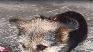 তবে এই কারণটি ছাড়াও অন্য বেশ কিছু কারণ থাকতে পারে এই ঘটনার পিছনে। অনেকেই মনে করেন, অনেক সময়ে কোনও গাড়ির ধাক্কায় একই দলের অন্য কোনও কুকুর আহত হলে সেই ধরনের গাড়ির দিকে তেড়ে যেতে পারে সঙ্গী কুকুরের দল।