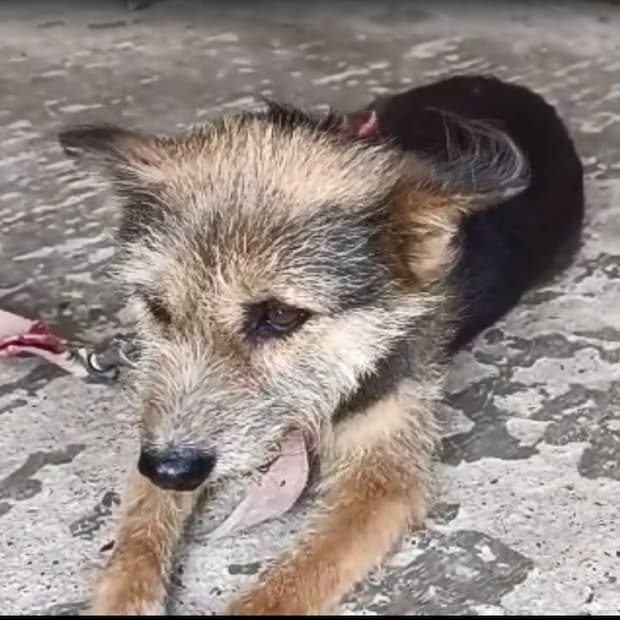তবে এই কারণটি ছাড়াও অন্য বেশ কিছু কারণ থাকতে পারে এই ঘটনার পিছনে। অনেকেই মনে করেন, অনেক সময়ে কোনও গাড়ির ধাক্কায় একই দলের অন্য কোনও কুকুর আহত হলে সেই ধরনের গাড়ির দিকে তেড়ে যেতে পারে সঙ্গী কুকুরের দল।