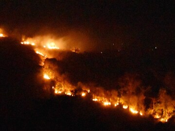 জ্বলছে রাজ্যের জঙ্গল। 