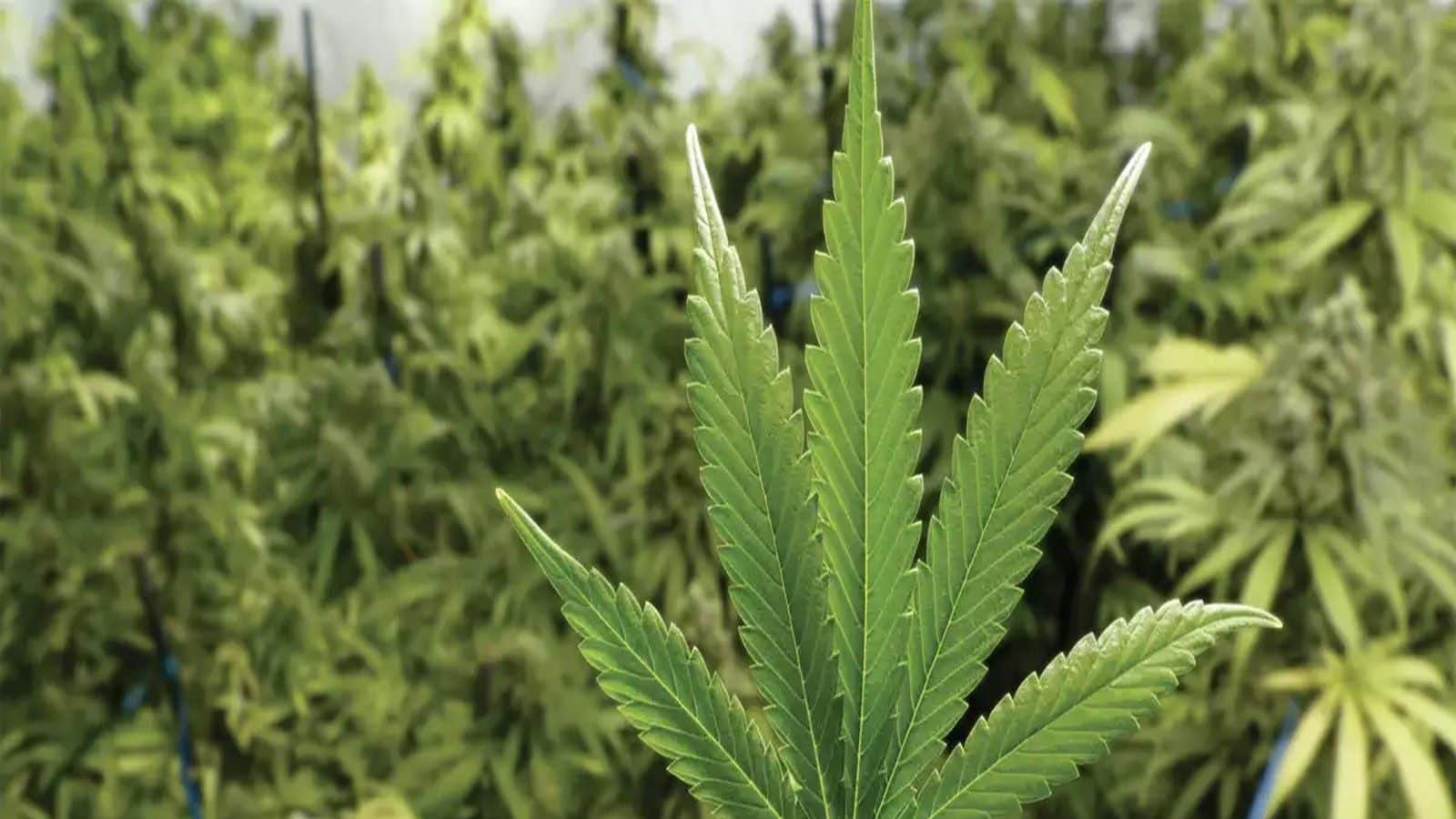 Benefits of Ganja গাঁজাভাঙ খান নিয়ম মেনে, কাছে ঘেঁষবে না আর্থ্রাইটিস