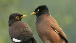 দুই শালিক নমস্কার! আর এক শালিক মানে দিনটাই মাটি!