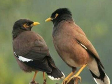 দুই শালিক নমস্কার! আর এক শালিক মানে দিনটাই মাটি!