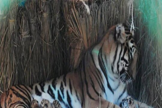 Siliguri Tiger Cub Death