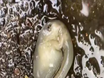 Viral: Bizarre Alien
