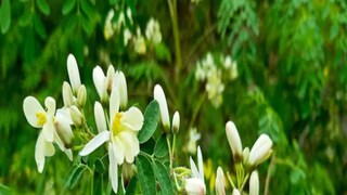 সজনেফুলের ব্যবহার কয়েক শতাব্দী ধরে হয়ে আসছে আয়ুর্বেদিক শাস্ত্রে সজনেফুলের ব্যবহার কয়েক শতাব্দী ধরে হয়ে আসছে আয়ুর্বেদিক শাস্ত্রে