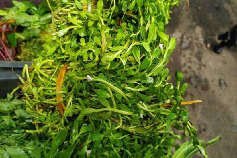 বহু যুগ ধরেই ব্রাহ্মীশাক স্মৃতিশক্তি বর্ধনকারী হিসেবে পরিচিত৷ বাজারে ব্রাহ্মীশাক খুব বেশি ওঠে না৷ যদি বাজারে দেখতে পান এই শাক, অবশ্যই কিনুন এবং সন্তানের ডায়েটে রাখুন৷