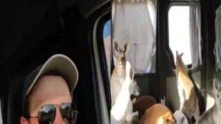 Kharkiv Zoo Kangaroos