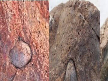  পরীক্ষার পর জানা গিয়েছে, জীবাশ্মটি সাড়ে ৬ কোটি বছরেরও বেশি পুরনো,
