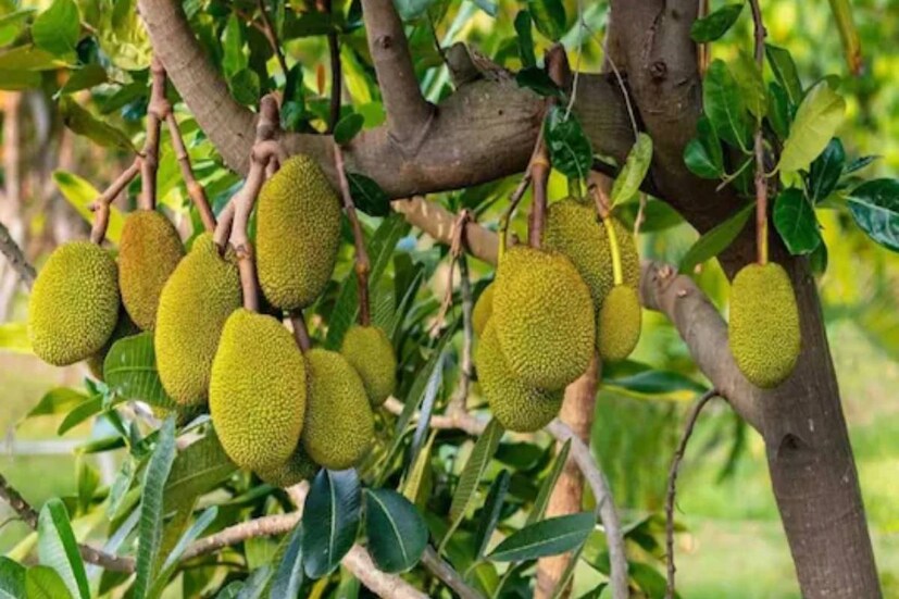 এঁচোড়ে আছে ভিটামিন এ৷ দৃষ্টিশক্তি ভাল রাখে এই উপাদান৷ রেটিনার ক্ষতি রোধ করার পাশাপাশি চোখের সার্বিক স্বাস্থ্যেরও খেয়াল রাখে৷ 
