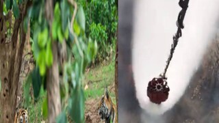 Sariska Tiger Reserve Fire