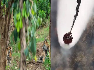 Sariska Tiger Reserve Fire