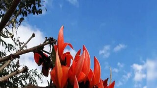 আগামী ৪৮ ঘণ্টা আংশিক মেঘলা আকাশ কলকাতায়