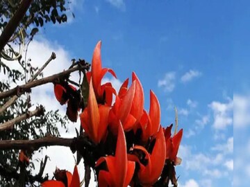 আগামী ৪৮ ঘণ্টা আংশিক মেঘলা আকাশ কলকাতায়